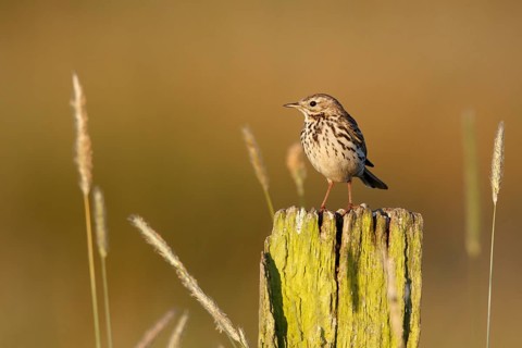 Meadow Pipit (Anthus pratensis) perched on pale, North Rhine-Westphalia, Germany