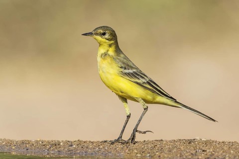 Western Yellow Wagtail (Motacilla flava), Eilat, Israel