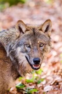 Close-up of a Eurasian wolf (Canis lupus lupus) portrait in a forest in spring, Bavarian Forest
