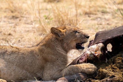 Lioness (Panthera leo) feeding on the carcass of a dead Cape buffalo, Moremi Game Reserve, Botswana
