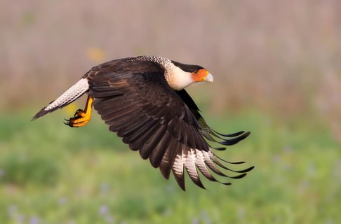 Crested Caracara (Caracara cheriway)