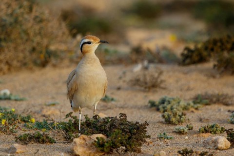 Cream-colored Courser (Cursorius cursor), Fuerteventura, Spain