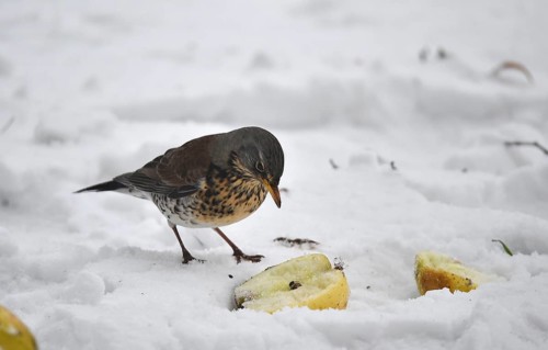 Fieldfare (Turdus pilaris) eating an apple in the snow, Schleswig-Holstein, Germany