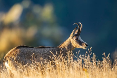 Chamois (Rupicapra rupicapra) on a meadow in the morning sun in the Vosges Mountains, wildlife,
