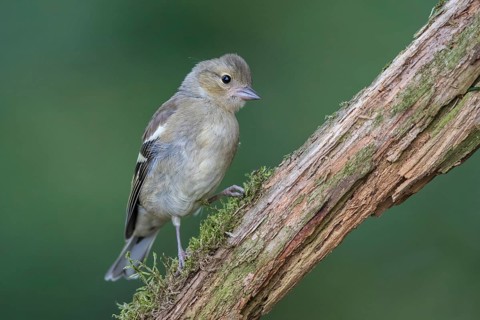 Common Chaffinch (Fringilla coelebs) juvenile, North Rhine-Westphalia, Germany