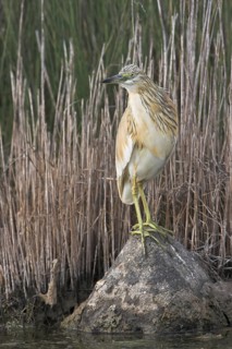 Squacco Heron (Ardeola ralloides), Lesvos, Greece