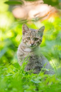 European wildcat (Felis silvestris silvestris) on a meadow, Hesse, Germany