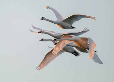 Mute swans (Cygnus olor) in flight, warm morning light, Lower Saxony, Germany
