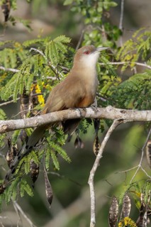 Great Lizard Cuckoo (Coccyzus merlini) perched on a branch in Cuba