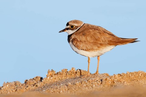Little Ringed Plover (Charadrius dubius), North Rhine-Westphalia, Germany