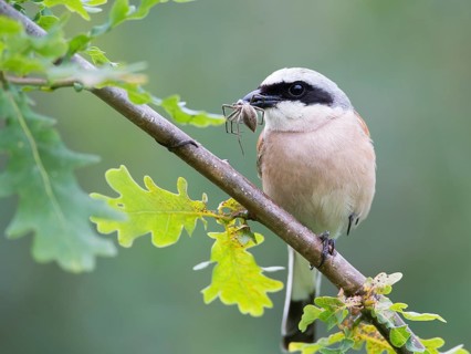 Red-backed Shrike (Lanius collurio) male with a spider in its beak, Mecklenburg-Western Pomerania,