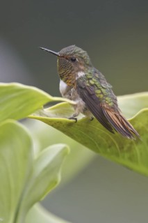 Scintillant Hummingbird (Selasphorus scintilla), Costa Rica