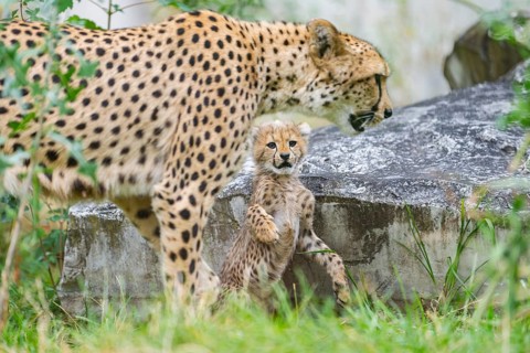 Cheetah (Acinonyx jubatus) mother with her youngster, captive, occurrence Africa