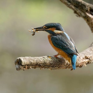 Kingfisher (Alcedo atthis) sitting on a branch, perch, with captured prey frog (Rana) in its beak,