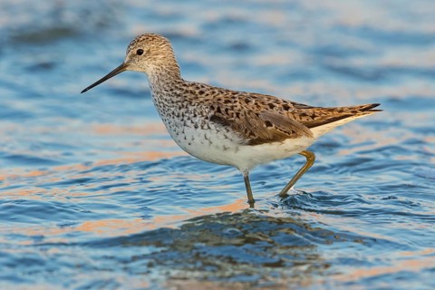 Pond sandpiper, (Tringa stagnatilis), animals, birds, biotope, habitat, foraging, wader, waders,