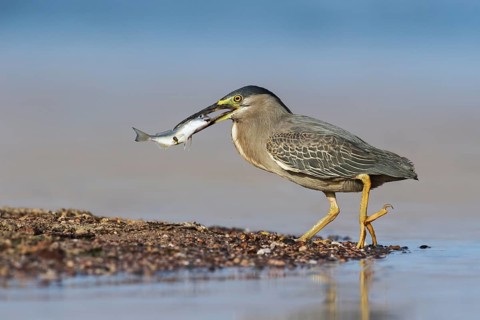 Striated Heron (Butorides striata) with fish prey in its beak, Eilat, Israel