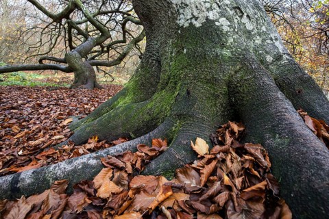 Süntelbuchen (Fagus sylvatica), cripple beeches, Hexenwald, Semper Forest Park, near Lietzow,