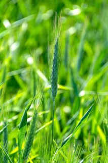 Close up of an ear of barley (hordeum vulgare) in a field. Auvergne Rhone Alpes. France
