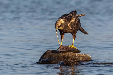 Western Marsh Harrier (Circus aeruginosus) female eating fish, Mecklenburg-Western Pomerania