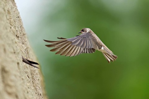 Sand martin (Riparia riparia), approaching the breeding tube, Reussegg nature reserve, Canton