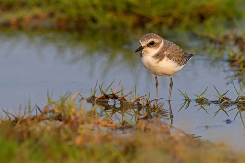 Animals, birds, plover, Kentish plover, (Charadrius alexandrinus), biotope, habitat, foraging,