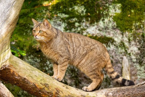 European wildcat (Felis silvestris silvestris) standing in a forest, Bavaria, Germany