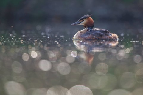 Great Crested Grebe (Podiceps cristatus), North Rhine-Westphalia, Germany