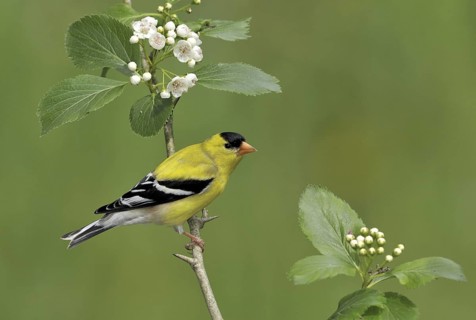 American Goldfinch (Spinus tristis) male, British Columbia, Canada