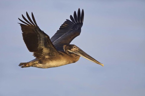Brown Pelican (Pelecanus occidentalis) flying, Ecuador