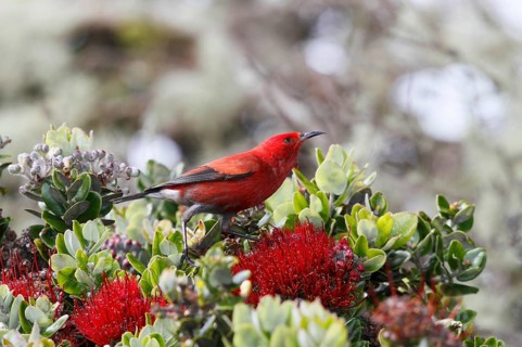 Apapane, Himatione sanguinea sanguinea, Hawaiian Honeycreeper