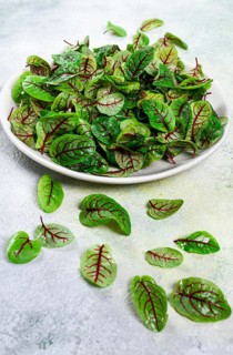 Sorrel bloody Mary, fresh baby sorrel leaves, with red veins, micro-greens, on a plate