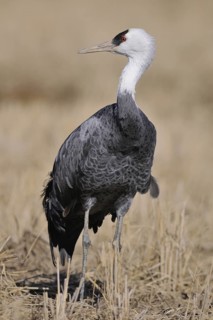 Hooded Crane (Grus monacha), Arasaki, Japan