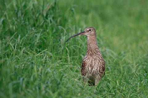 Eurasian Curlew (Numenius arquata) female, North Rhine-Westpalia, Germany