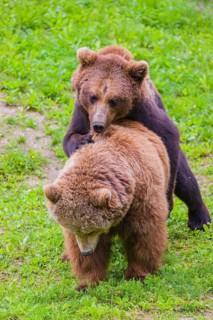 A young male Eurasian brown bear (Ursus arctos arctos) and a much older female mate (sort of) at