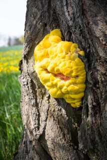 Light yellow common sulphur fungus (Laetiporus sulphureus) on a tree trunk, Saxony, Germany