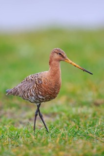 Black-tailed Godwit (Limosa limosa) foraging, Netherlands