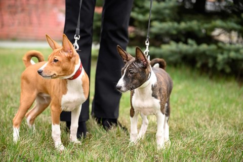 Two adorable basenji puppies enjoy a walk on a grassy path with their owner. The attentive pups