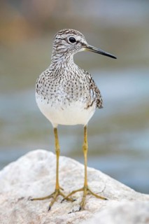 Bruchwasserläufer, Wood Sandpiper, Tringa glareola, Chevalier sylvain, Andarríos Bastardo