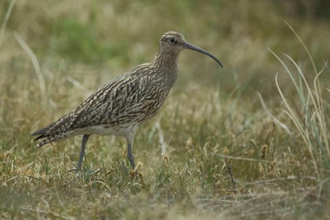 Eurasian curlew (Numenius arquata), Nationaal Park Duinen, Texel, North Holland, Netherlands