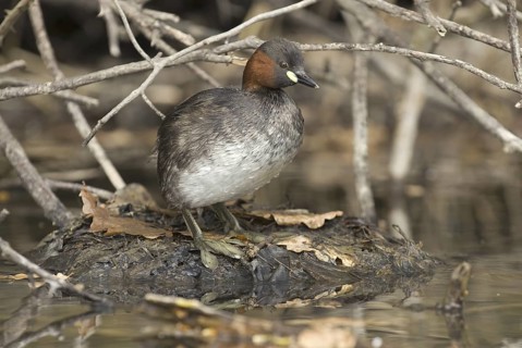 Little Grebe (Tachybaptus ruficollis), Saxony, Germany