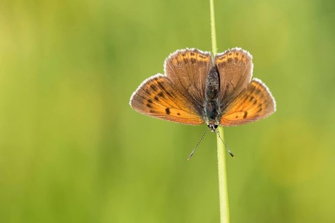 Rode vuurvlinder, Purple-edged Copper, Lycaena hippothoe
