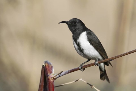 Black Honeyeater (Sugomel nigrum) male, Queensland, Australia