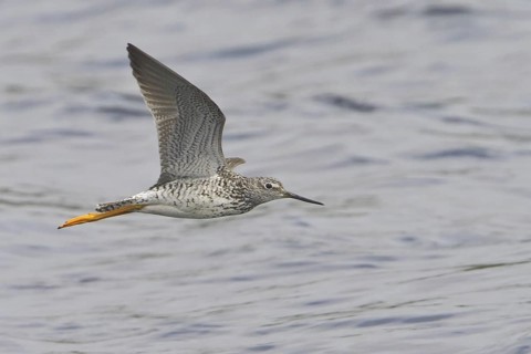 Greater Yellowlegs (Tringa melanoleuca), Newfoundland, Canada