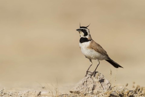 Temminck's Lark (Eremophila bilopha) male, Meishar, Israel