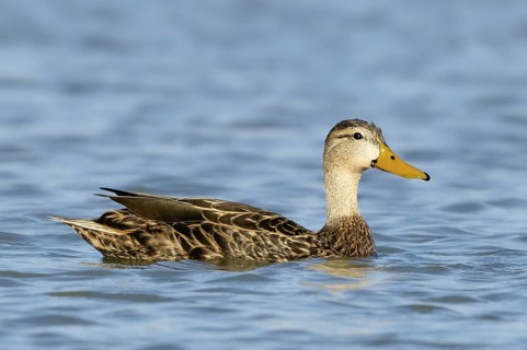 Mottled Duck (Anas fulvigula), Texas, USA