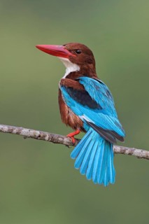 White-throated Kingfisher (Halcyon smyrnensis) perched on a branch, Penang, Malaysia