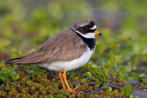 Ringed Plover, Animals, Birds, Plover family, (Charadrius hiaticula), Varanger, Finnmark, Norway