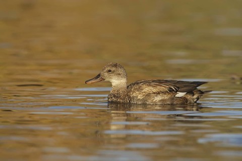 Gadwall (Mareca strepera) male, California, USA