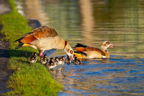 Egyptian goose (Alopochen aegyptiaca) mother with her chicks on a meadow at the shore of a lake,