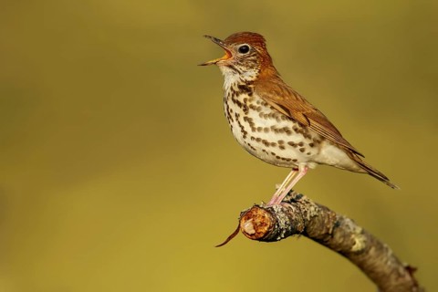 Wood Thrush (Hylocichla mustelina) perched on a branch in Ontario, Canada